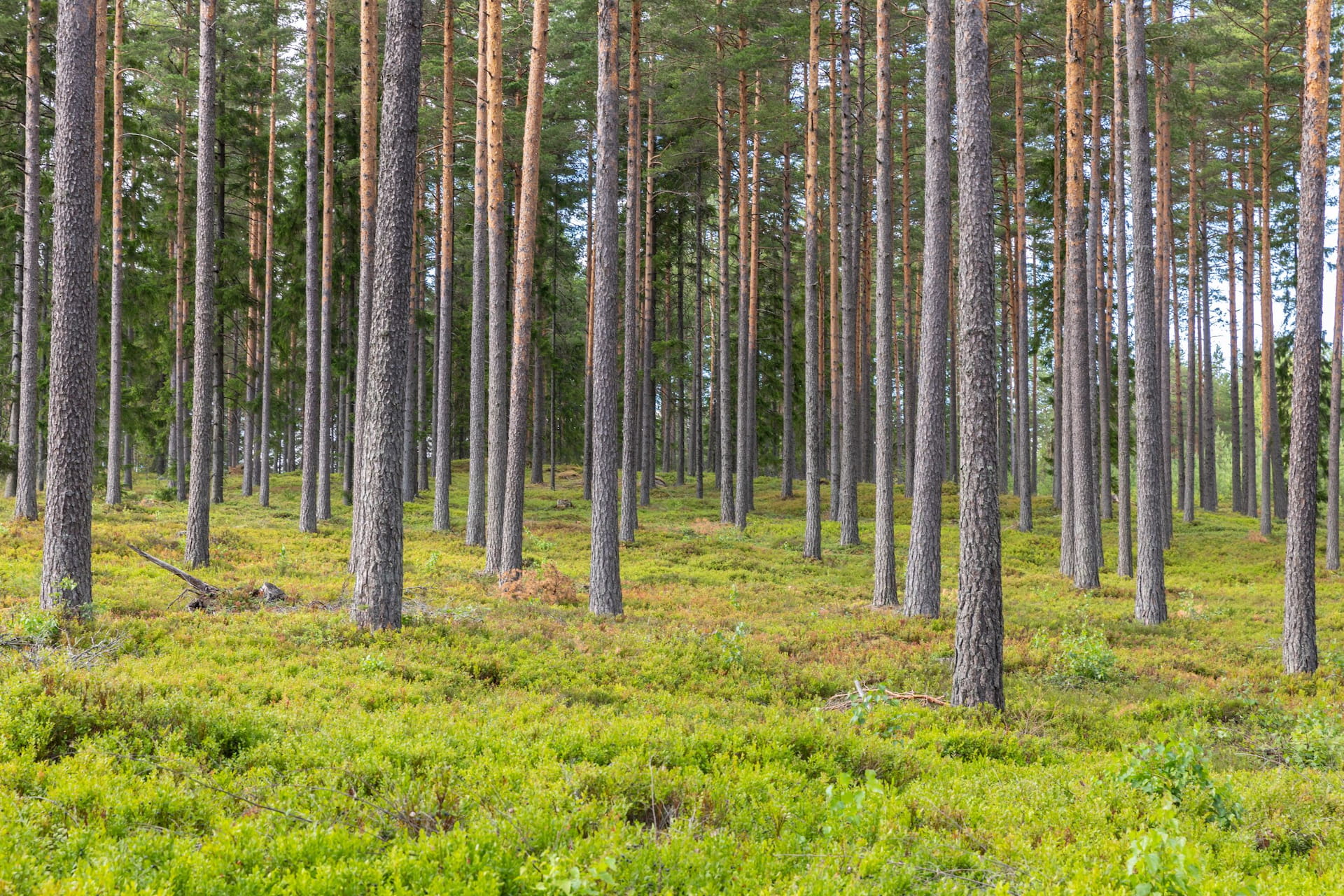 Skriv ut och ta med till skogen