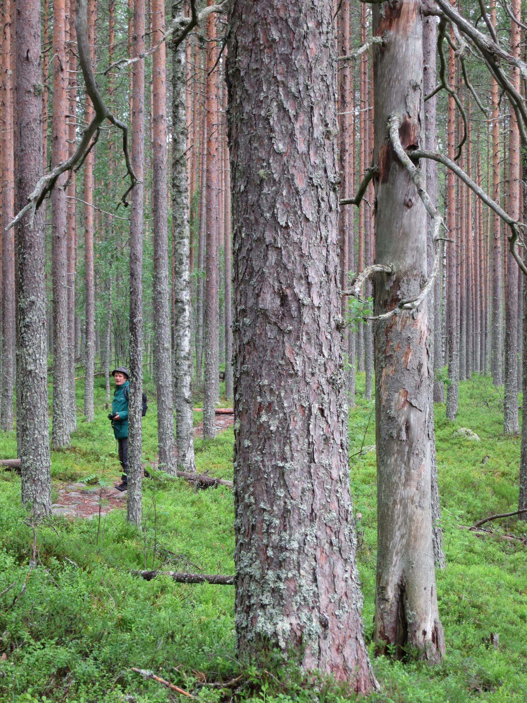 Skogsbruksplan med många mål