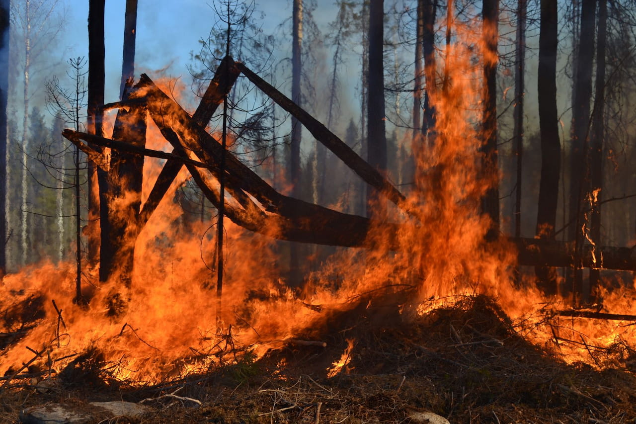 Kulotus lisää metsien monimuotoisuutta