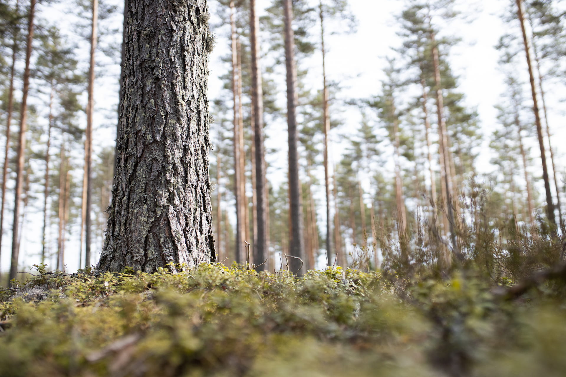 MTK:n metsäpoliittiset ilmastokeinot