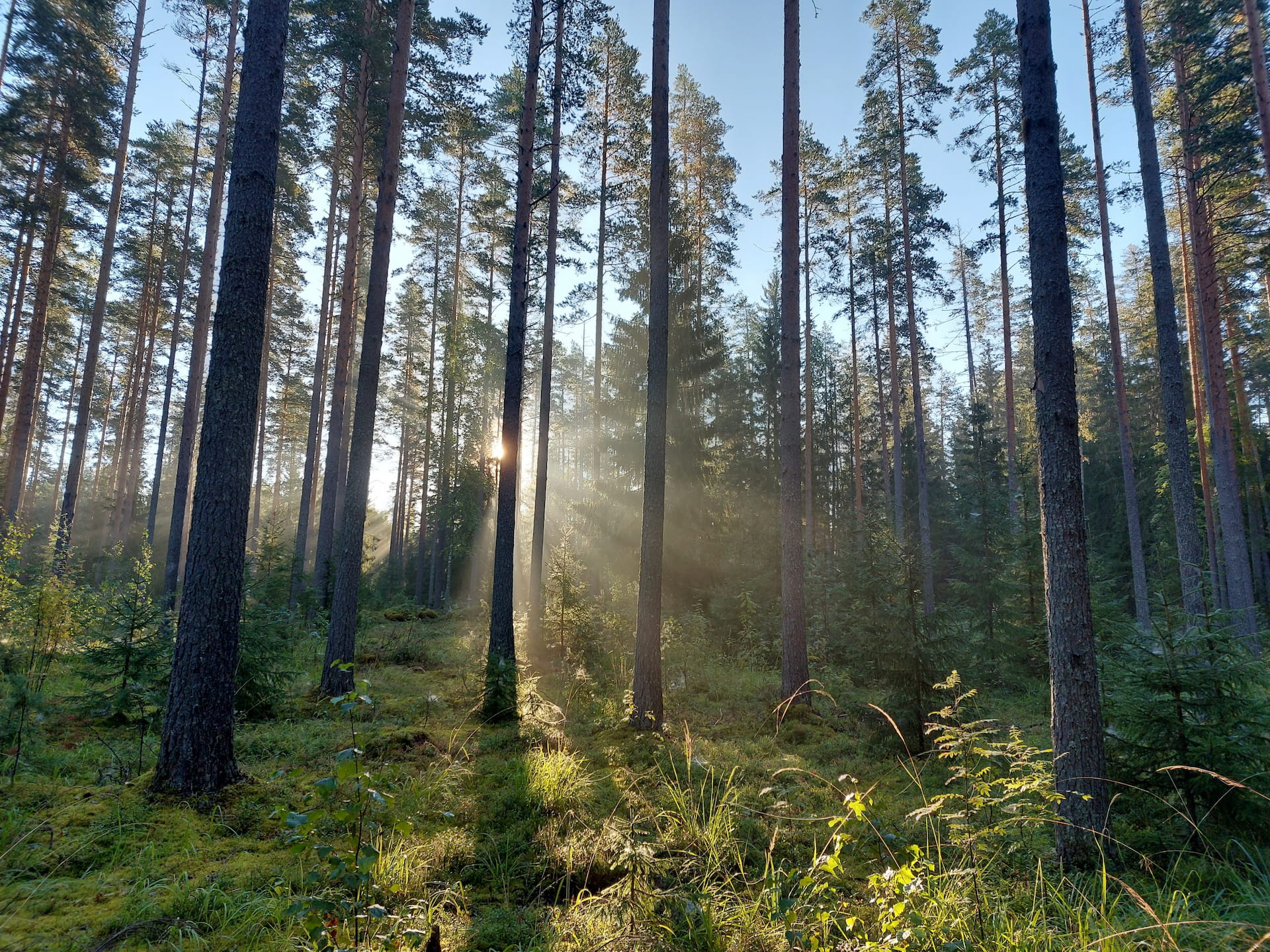 Metsä rokkaa 2024 - Panelistit