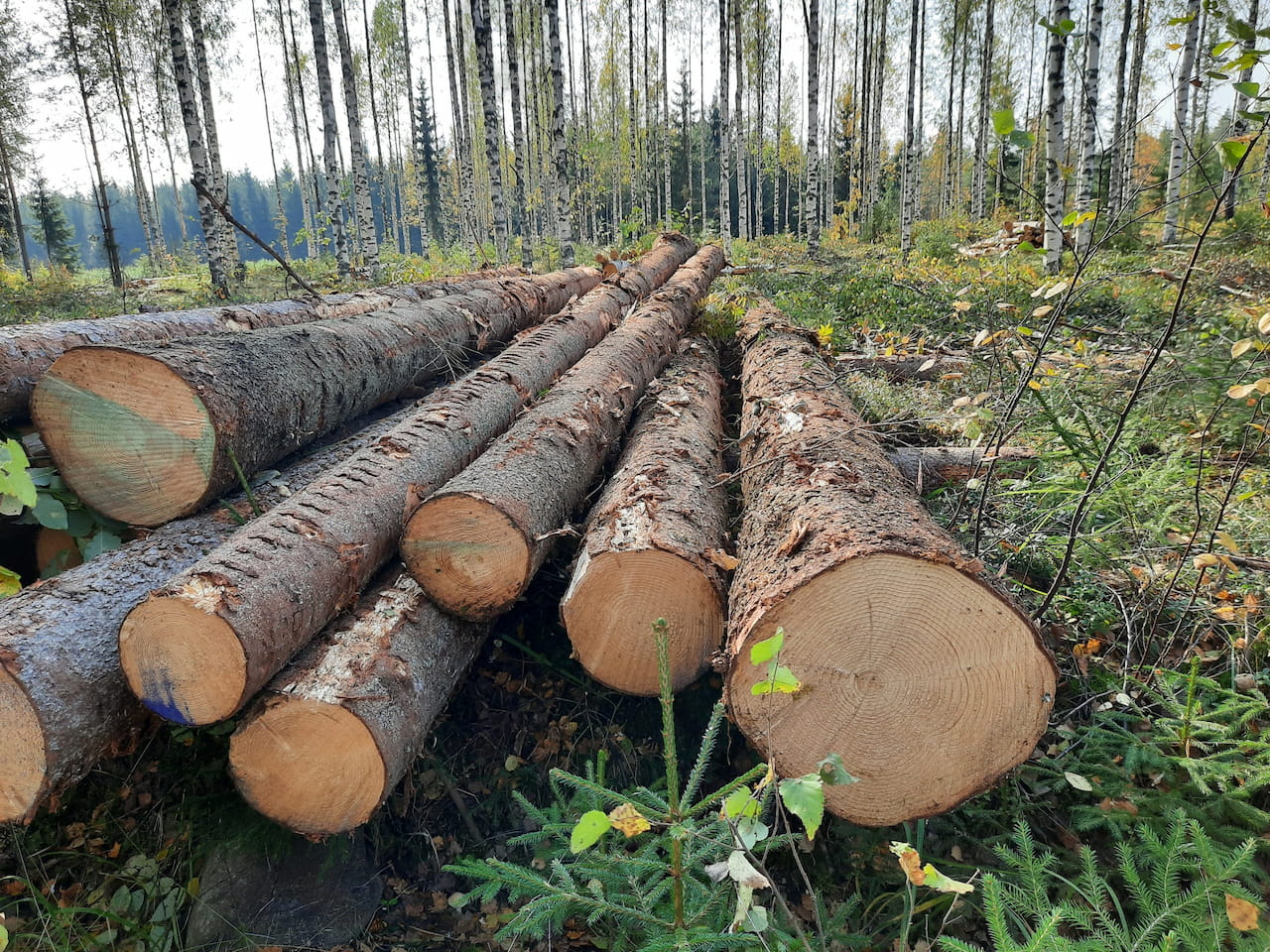 Puukauppa käynyt vilkkaana Savossa